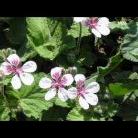 Erodium Pelargoniflorum (fam. Geraniacees) (Asie occidentale & Centrale) (11)